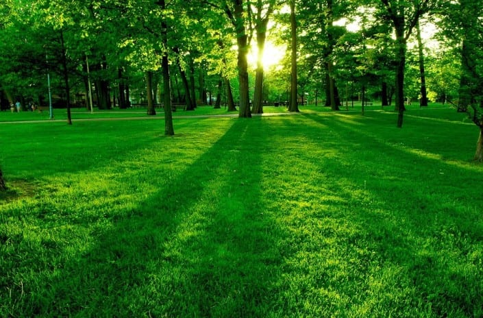 gras