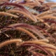 Vossenstaartgras als grondstof voor klimaatneutrale materialen waarbij fossiele koolstofverbindingen worden verruild voor plantaardige.